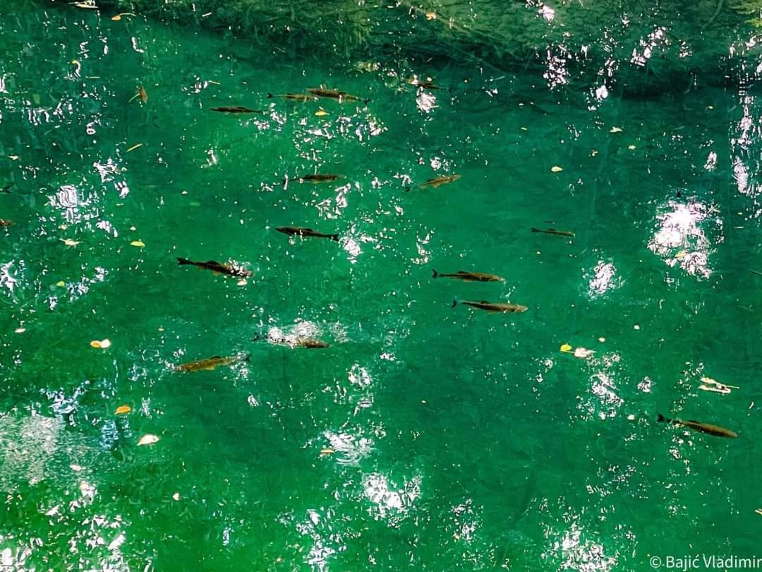 Poljoprivredno Turisticko Domacinstvo Deguric Lägenhet Valjevo Exteriör bild