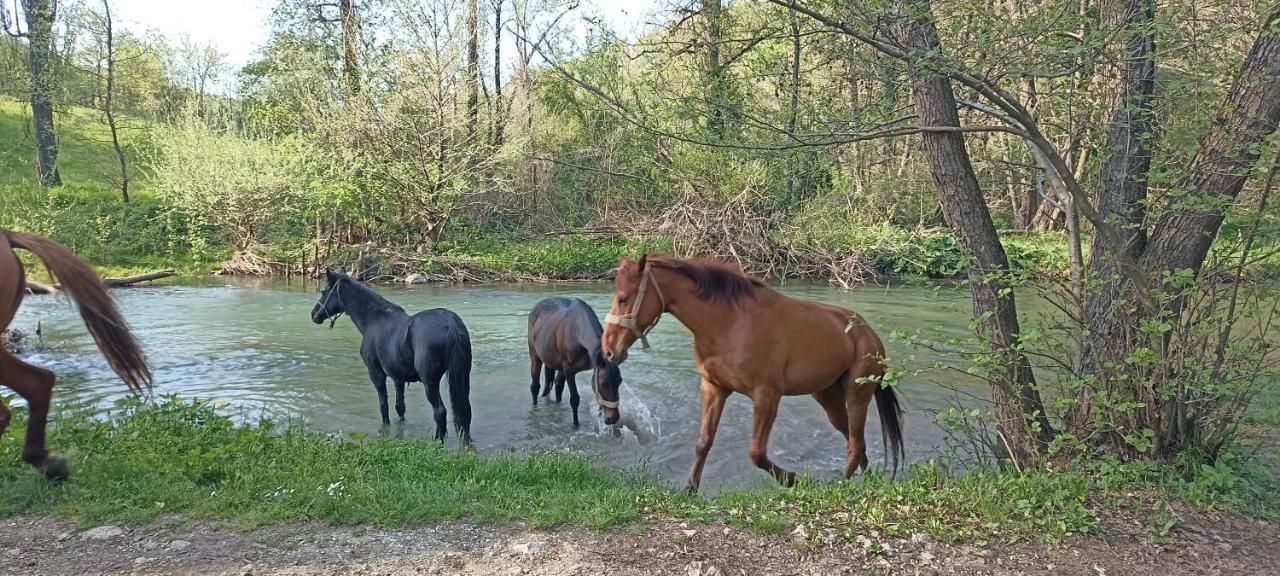 Poljoprivredno Turisticko Domacinstvo Deguric Lägenhet Valjevo Exteriör bild